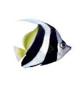 Great Barrier Reef Foundation
