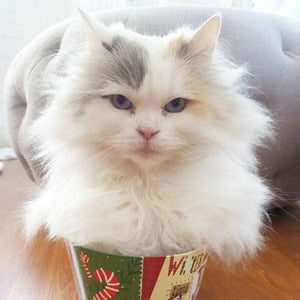 Erstwilder Babette Marie Cat Brooch BH6217-8000