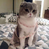 Adorable Opie Cat Brooch