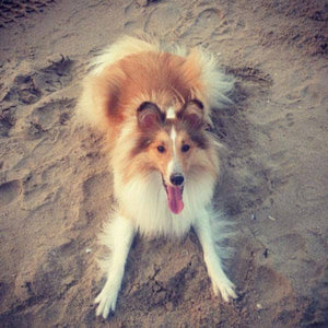 Erstwilder Precocious Pixie Dog Brooch BH6214-8090