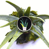 Soothing Sprigs Brooch
