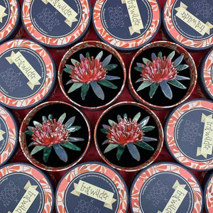 Erstwilder Waratah Warmth Brooch BH7274-1001